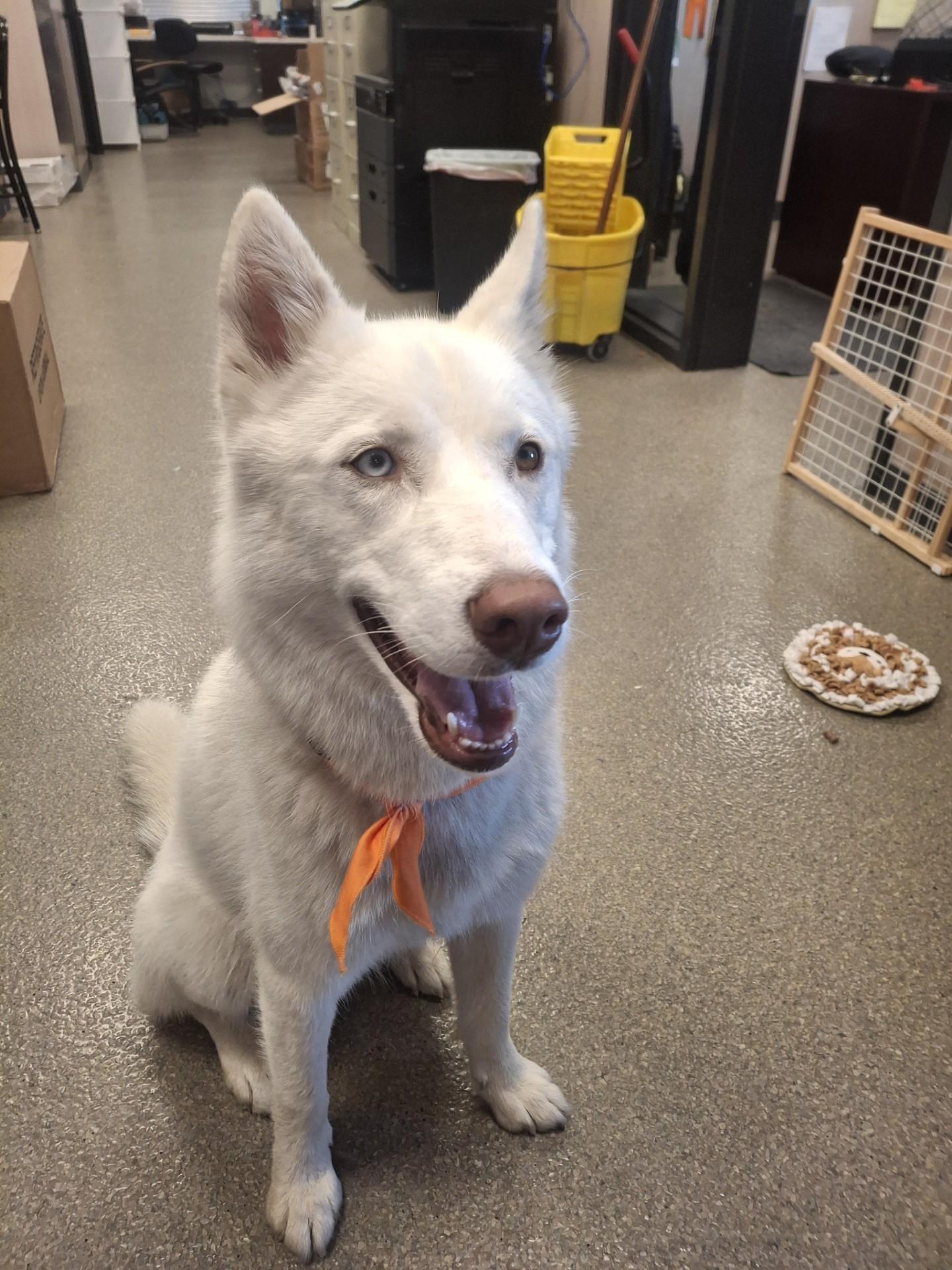 Enlarge Blu, an adoptable Siberian Husky in Hamilton, MT image 4/6