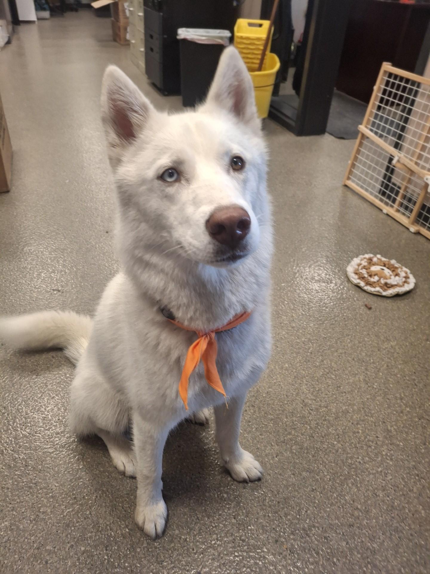 Enlarge Blu, an adoptable Siberian Husky in Hamilton, MT image 5/6