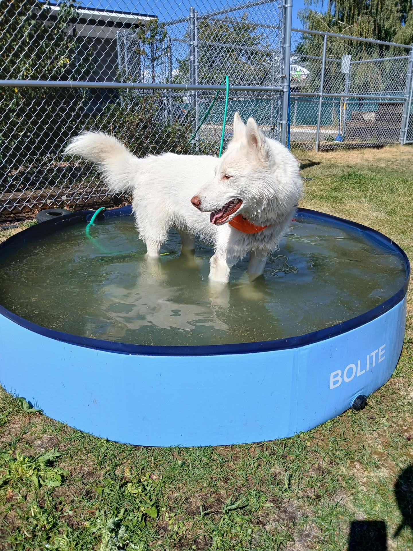 Enlarge Blu, an adoptable Siberian Husky in Hamilton, MT image 6/6