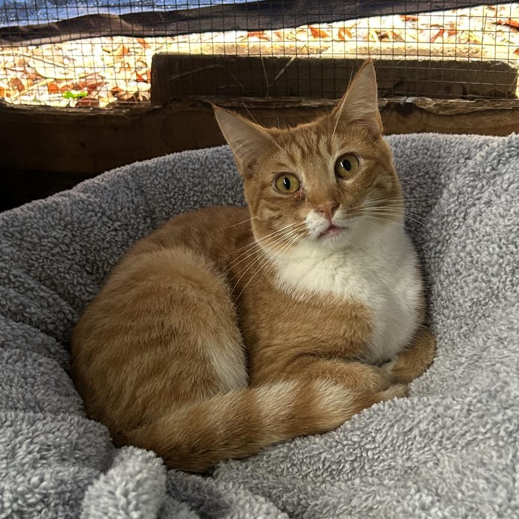 Sunny, Adoptable, Adult Male Domestic Short Hair.