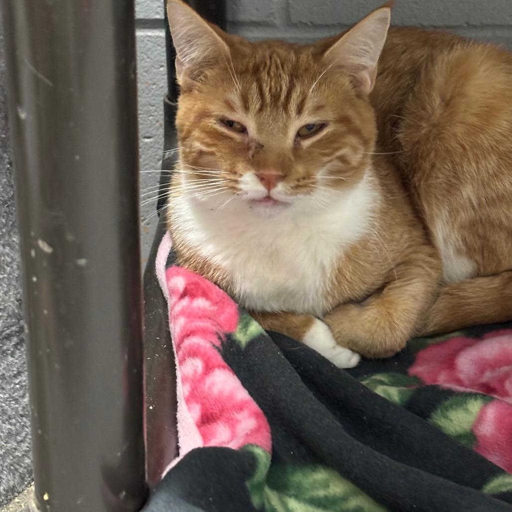 Sunny, a Adoptable Domestic Short Hair in Enterprise, AL image 2/2