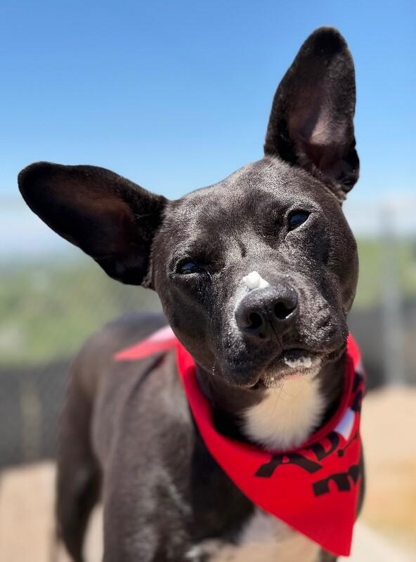 Lil Bud, Adoptable, Adult Male Chihuahua & Pit Bull Terrier.