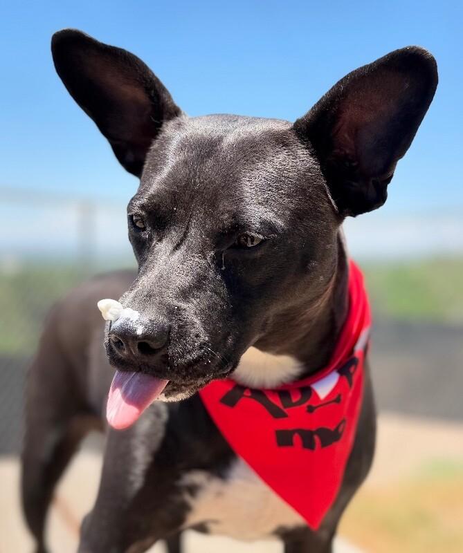 Lil Bud, a Adoptable mixed breed in Fruit Heights, UT image 2/6