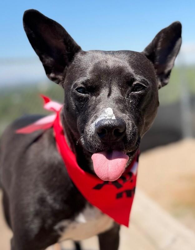 Lil Bud, a Adoptable mixed breed in Fruit Heights, UT image 3/6