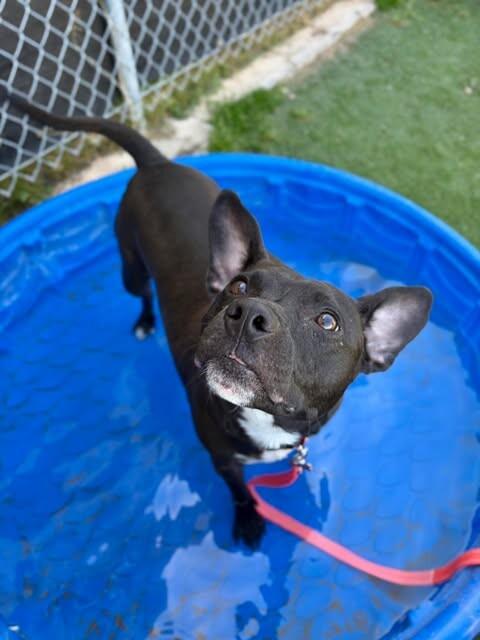 Lil Bud, a Adoptable mixed breed in Fruit Heights, UT image 1/4