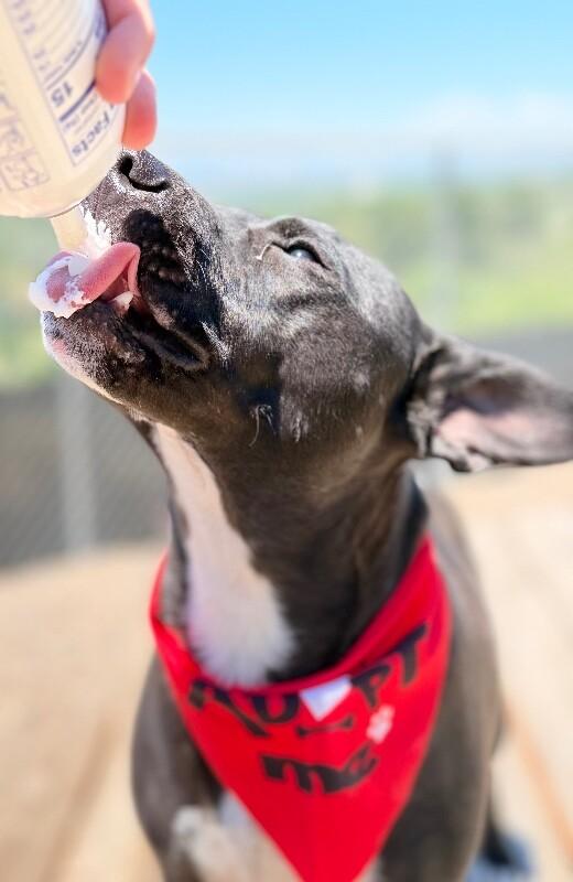 Lil Bud, a Adoptable mixed breed in Fruit Heights, UT image 4/6