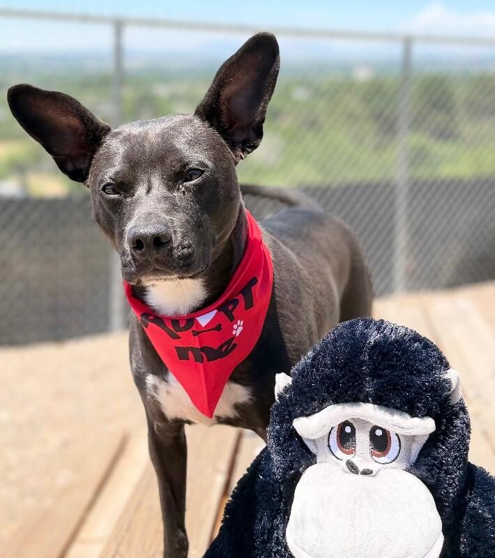 Lil Bud, a Adoptable mixed breed in Fruit Heights, UT image 5/6