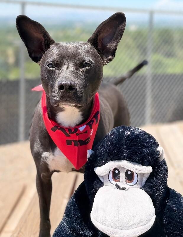 Lil Bud, a Adoptable mixed breed in Fruit Heights, UT image 6/6