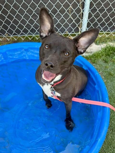 Lil Bud, a Adoptable mixed breed in Fruit Heights, UT image 2/4