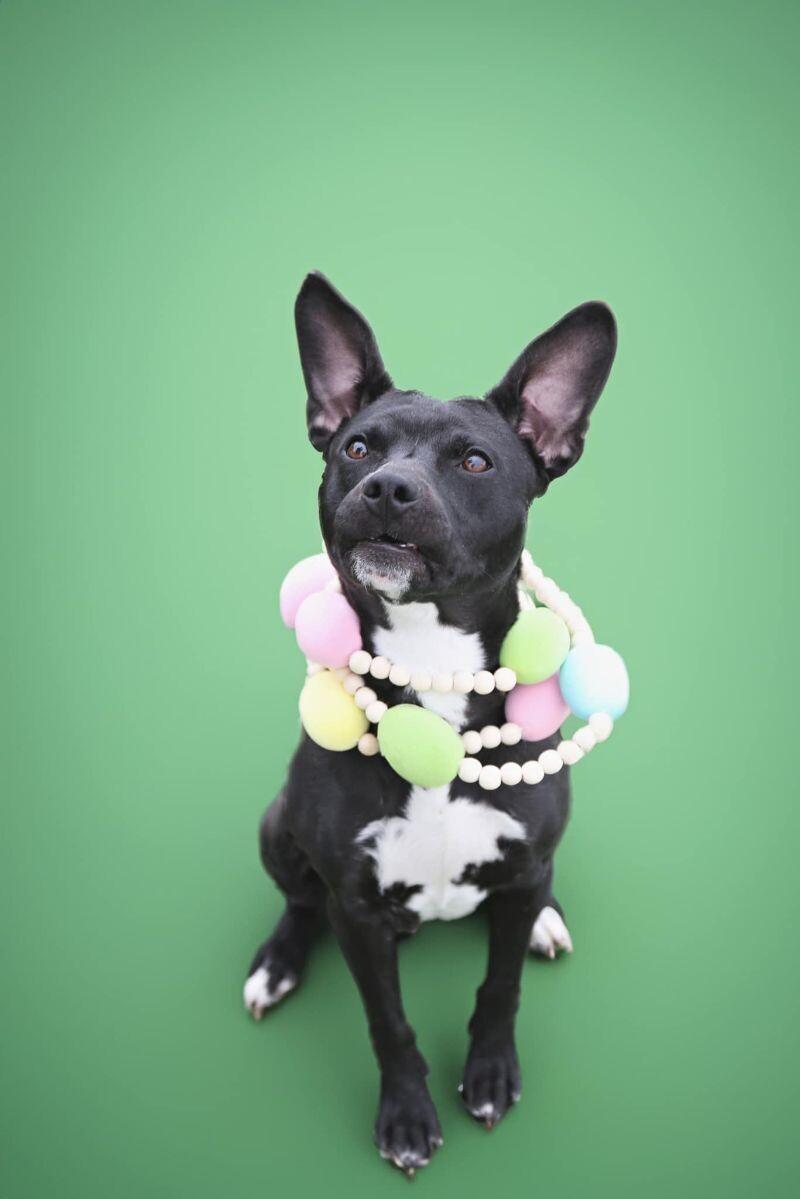 Lil Bud, a Adoptable mixed breed in Fruit Heights, UT image 3/4