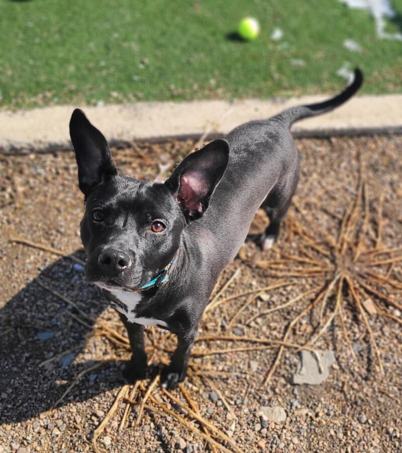 Lil Bud, a Adoptable mixed breed in Fruit Heights, UT image 4/4