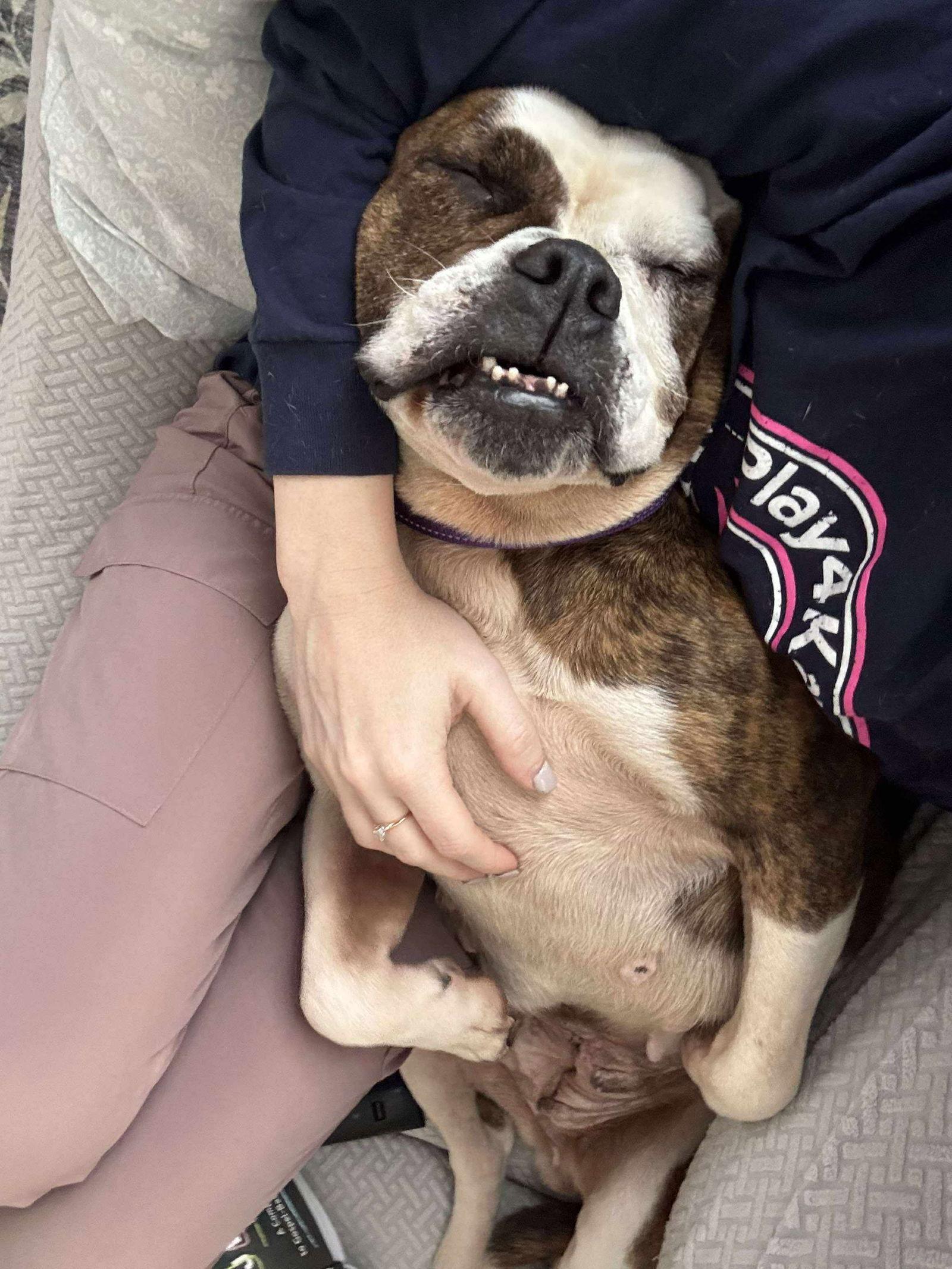 Berta, Adopted, Young Female American Bulldog.