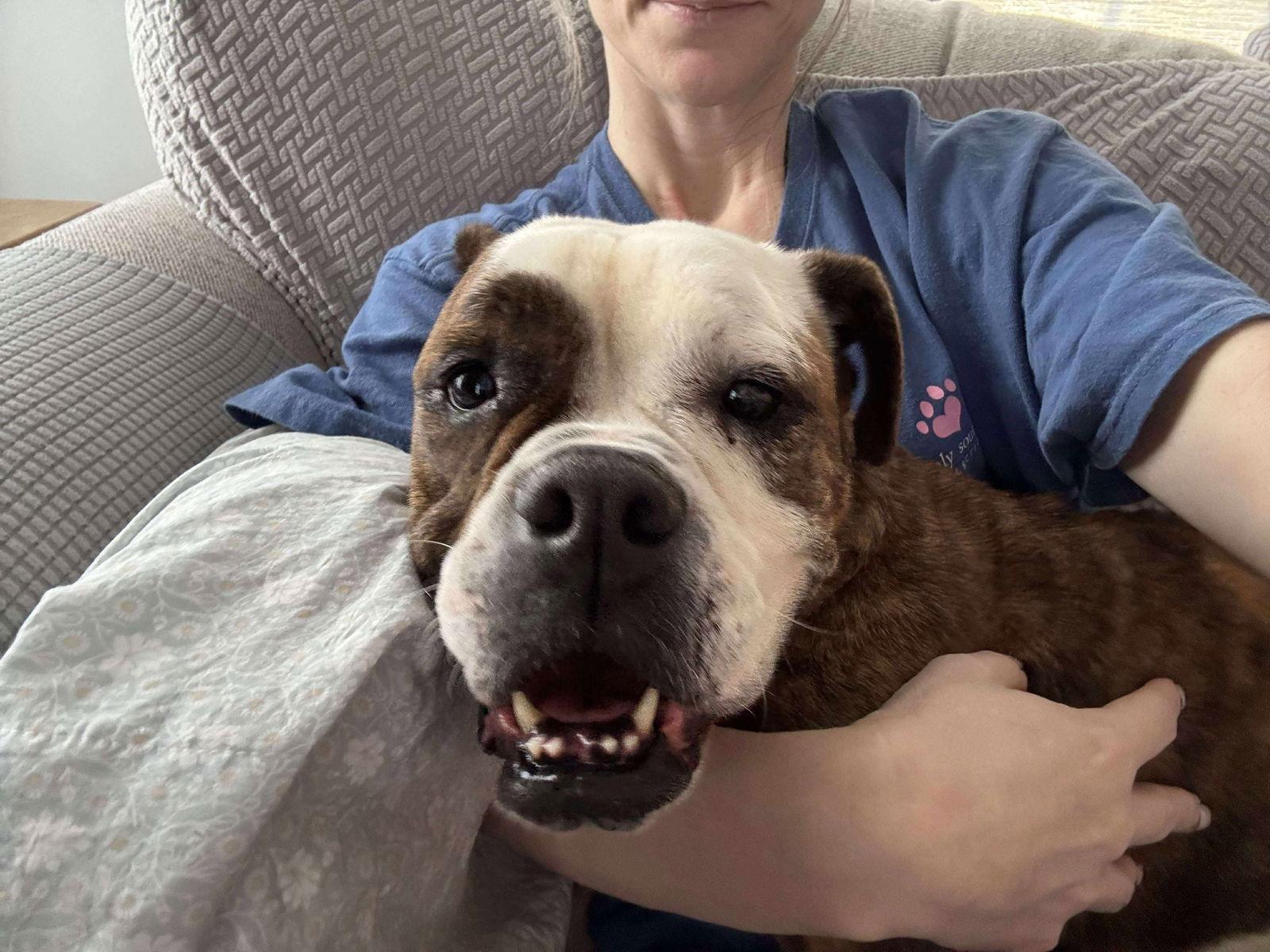 Enlarge Berta, a Adopted American Bulldog in Raleigh, NC image 2/3