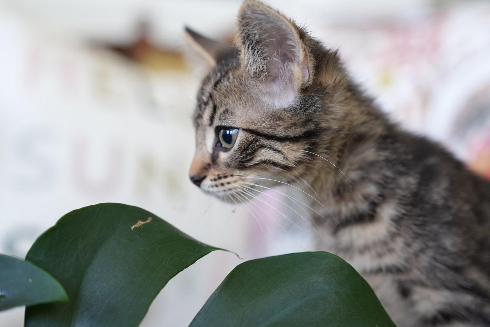Remy