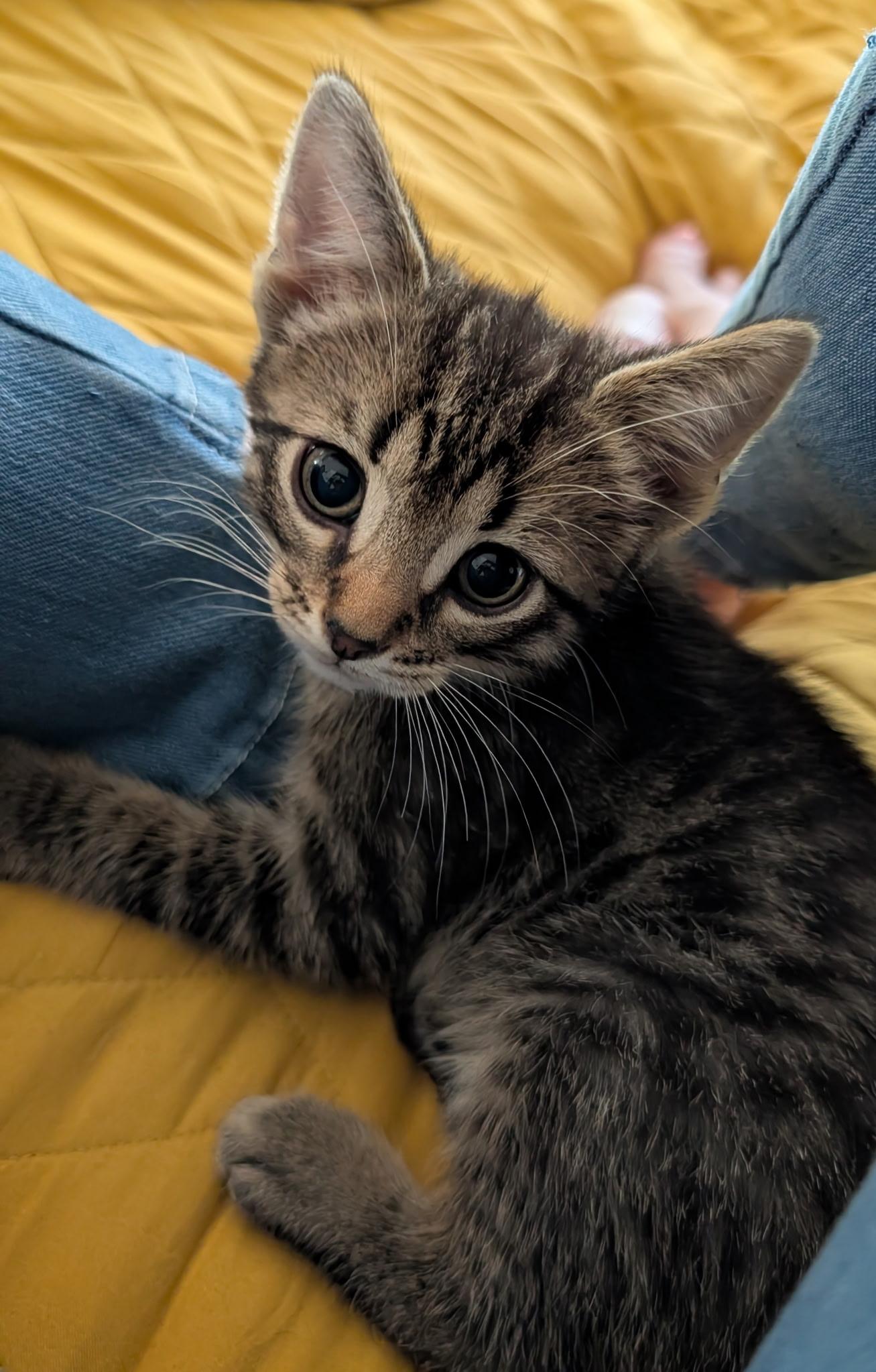 Remy