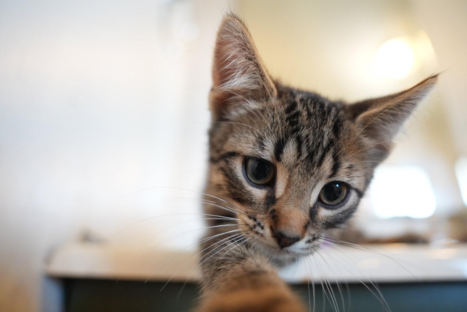 Remy