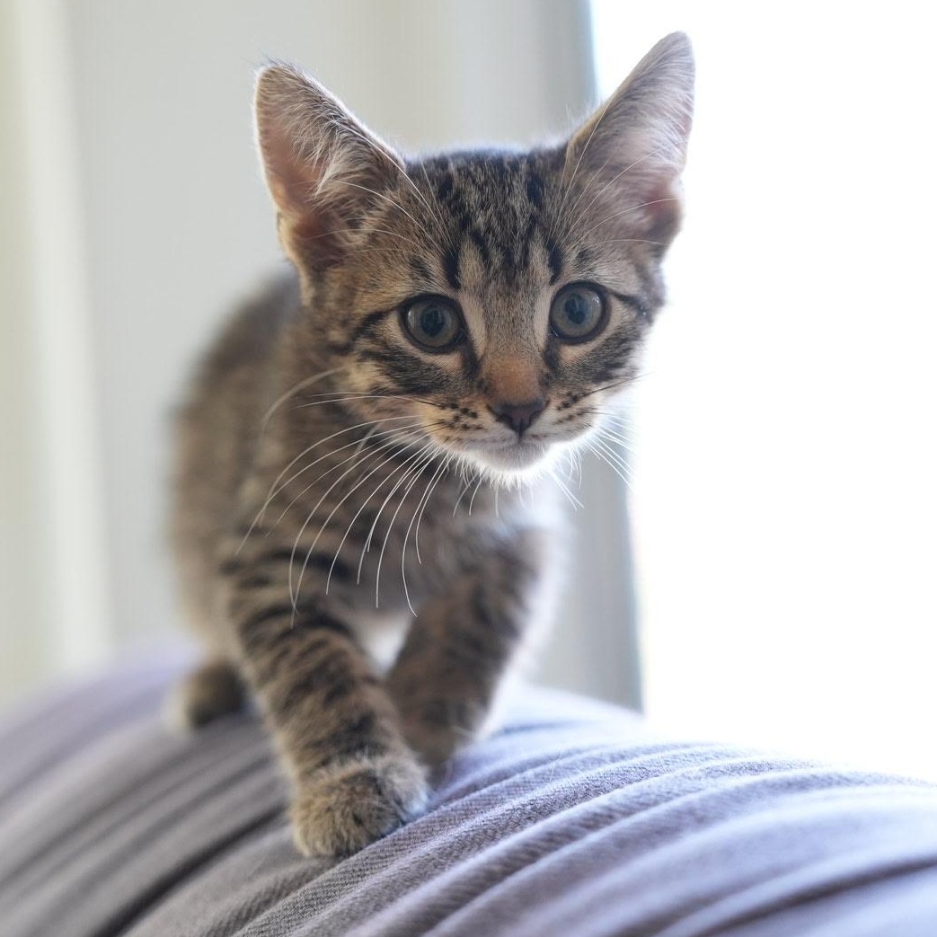 Remy