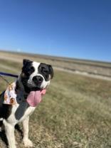 CHELSEA, ADOPTABLE, Adult Female American Bulldog.