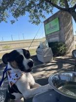 CHELSEA, a ADOPTABLE mixed breed in Boerne, TX image 3/4