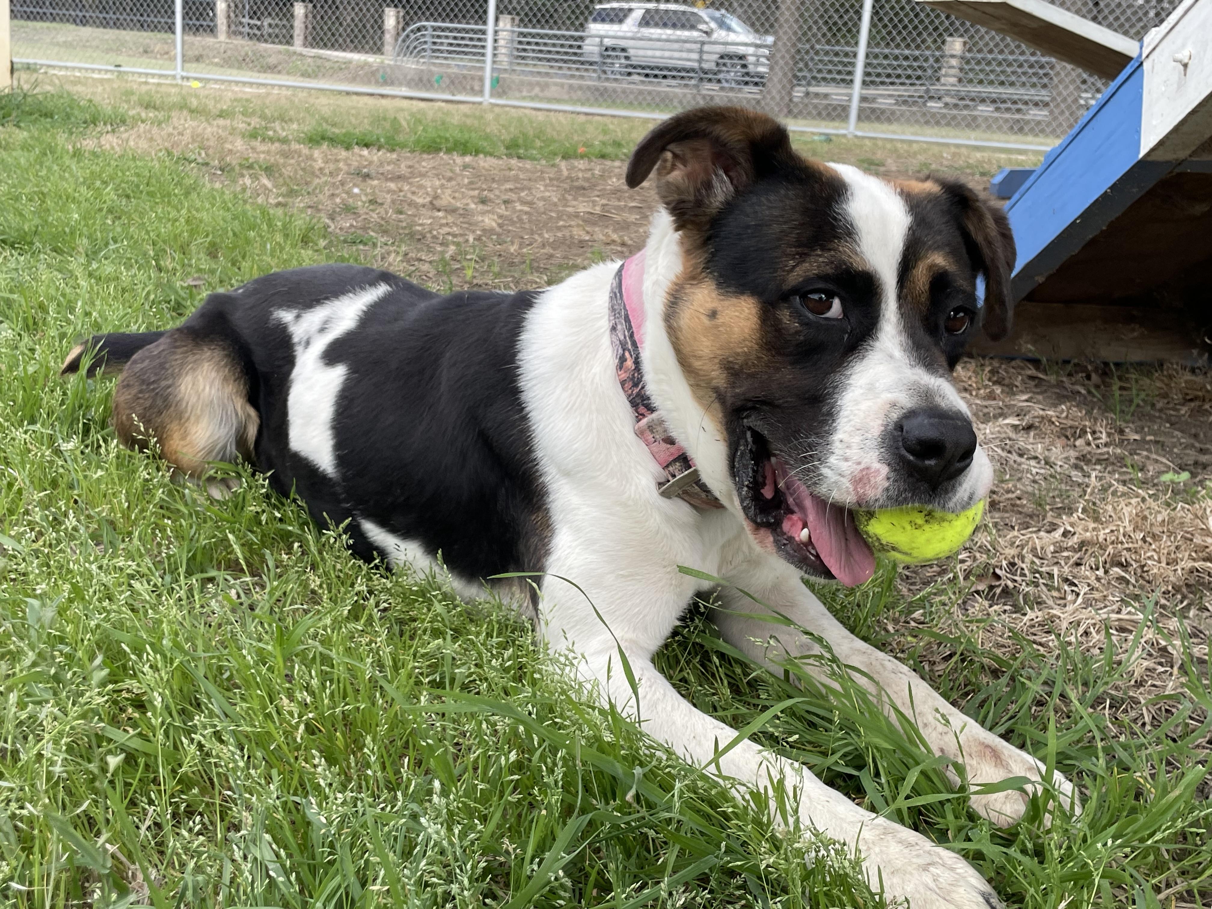 CHELSEA, ADOPTABLE, Adult Female American Bulldog.