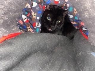 Purple, Adoptable, Adult Female Domestic Short Hair.