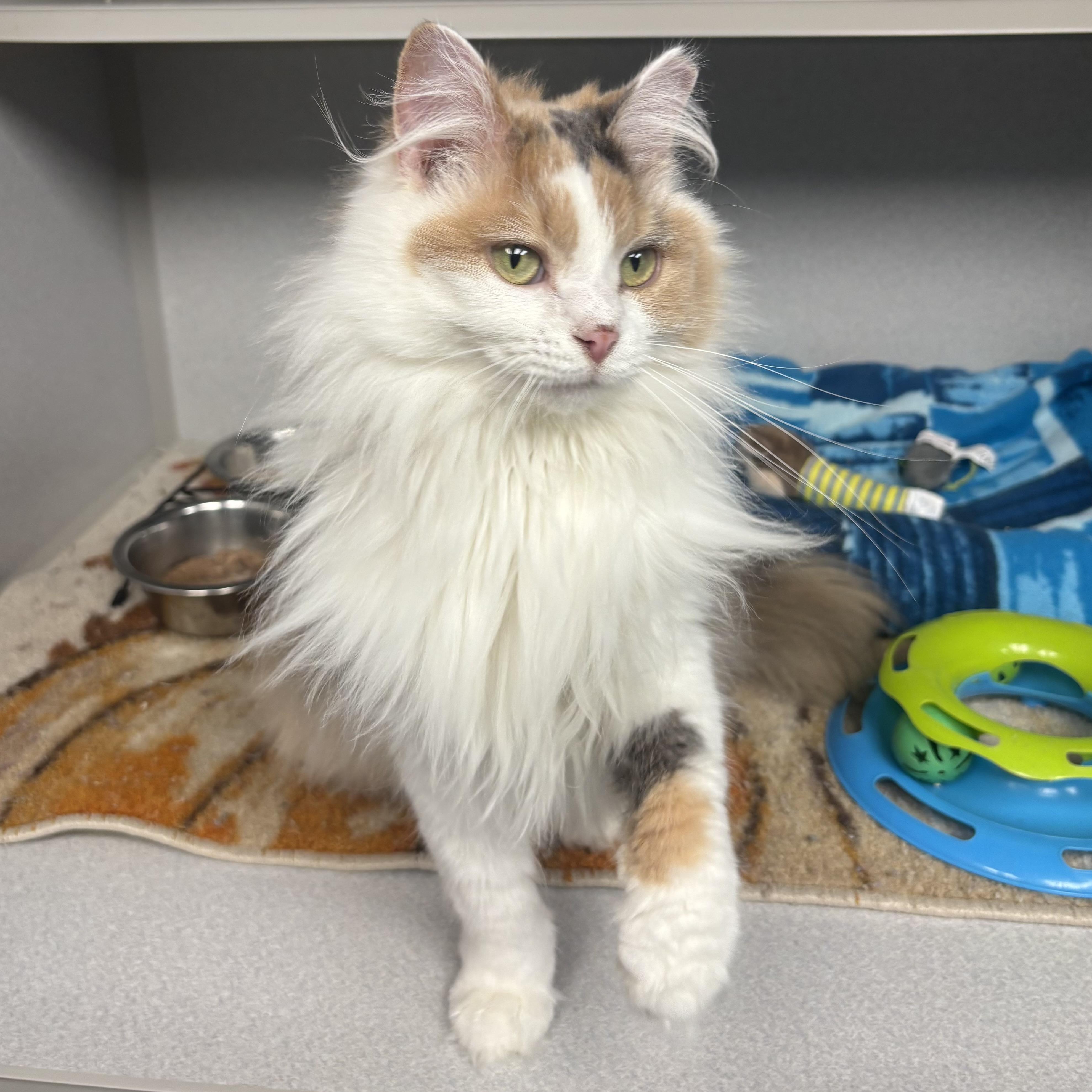 Enlarge Luna, an adopted Domestic Long Hair in Waynesburg, PA image 2/6