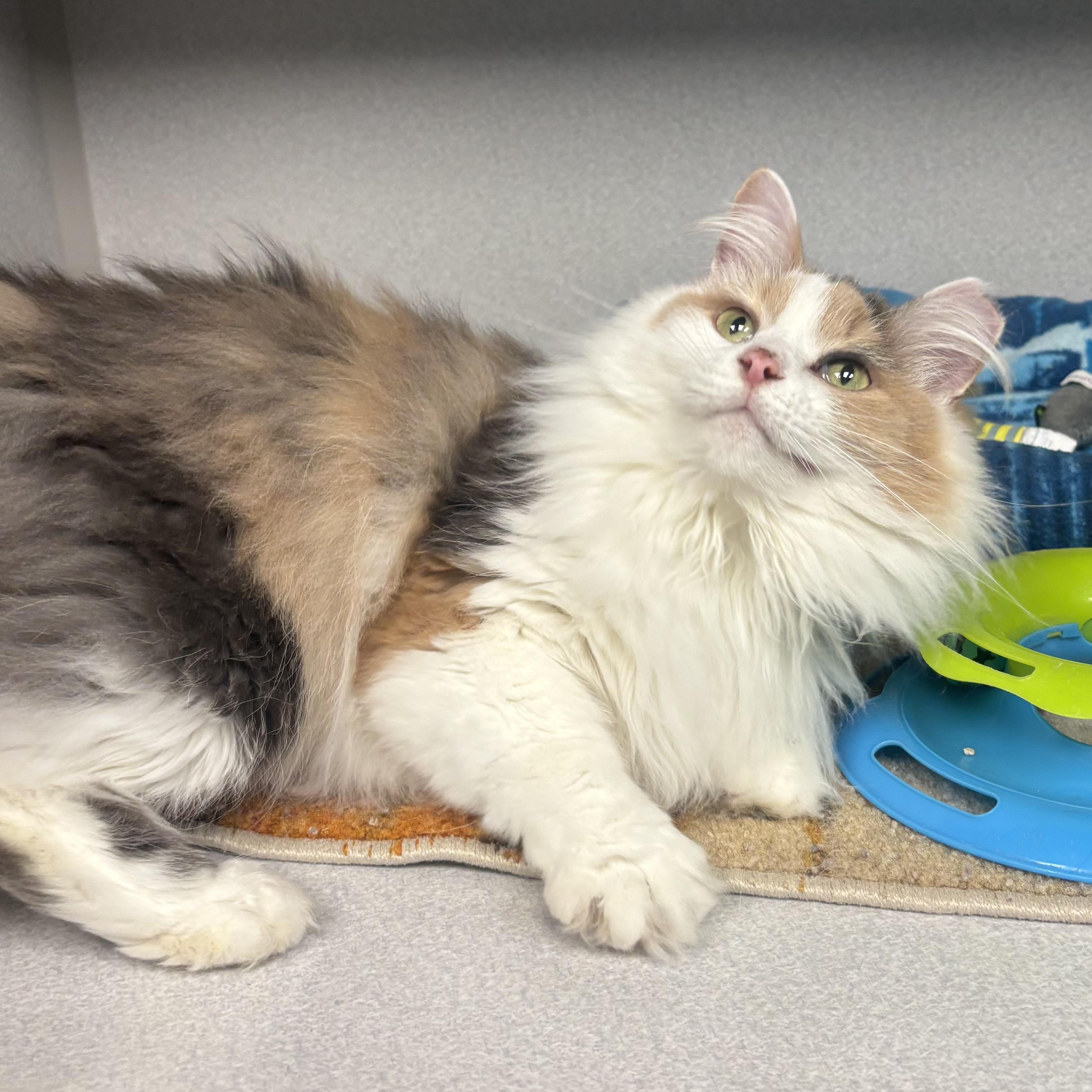Enlarge Luna, an adopted Domestic Long Hair in Waynesburg, PA image 5/6