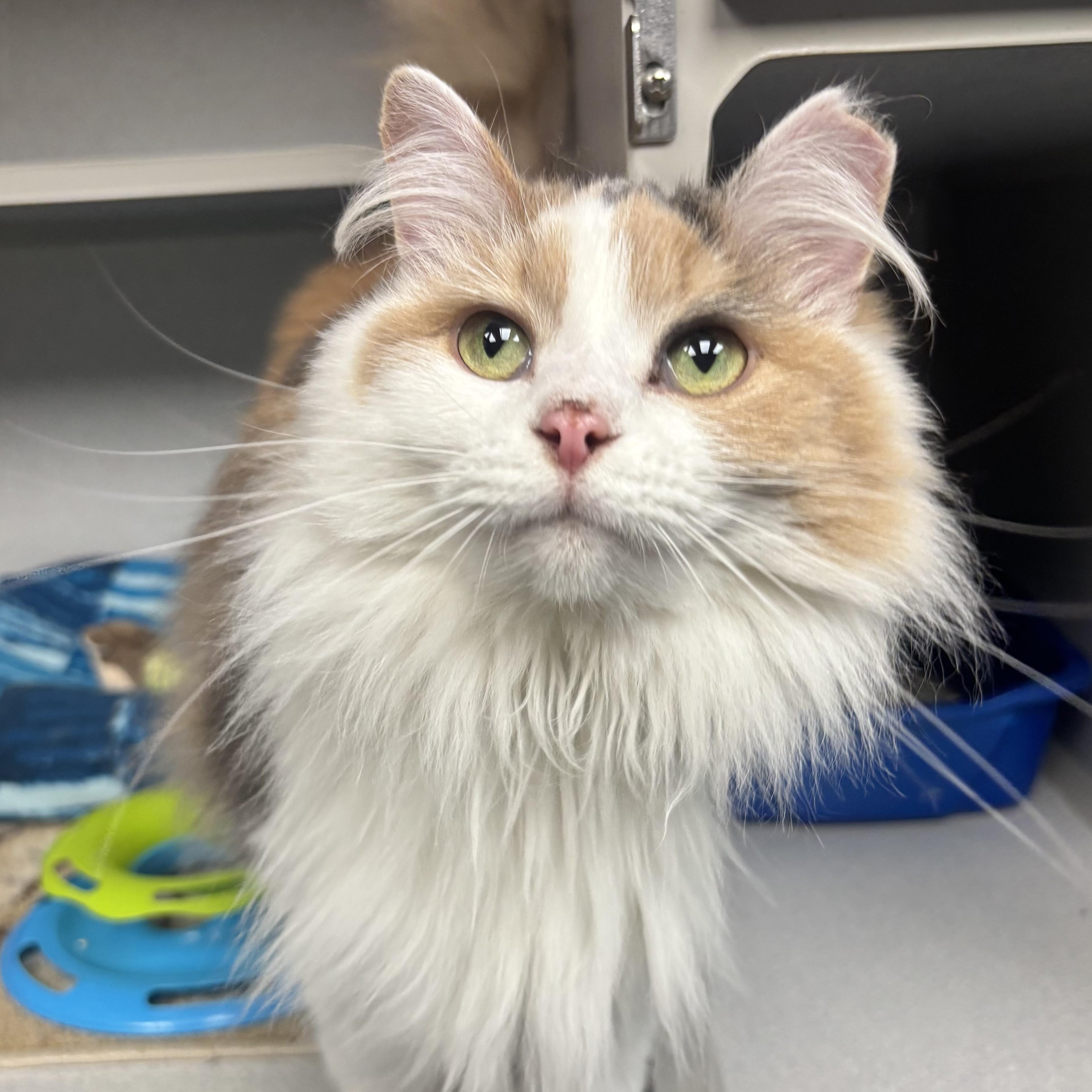 Enlarge Luna, an adopted Domestic Long Hair in Waynesburg, PA image 6/6