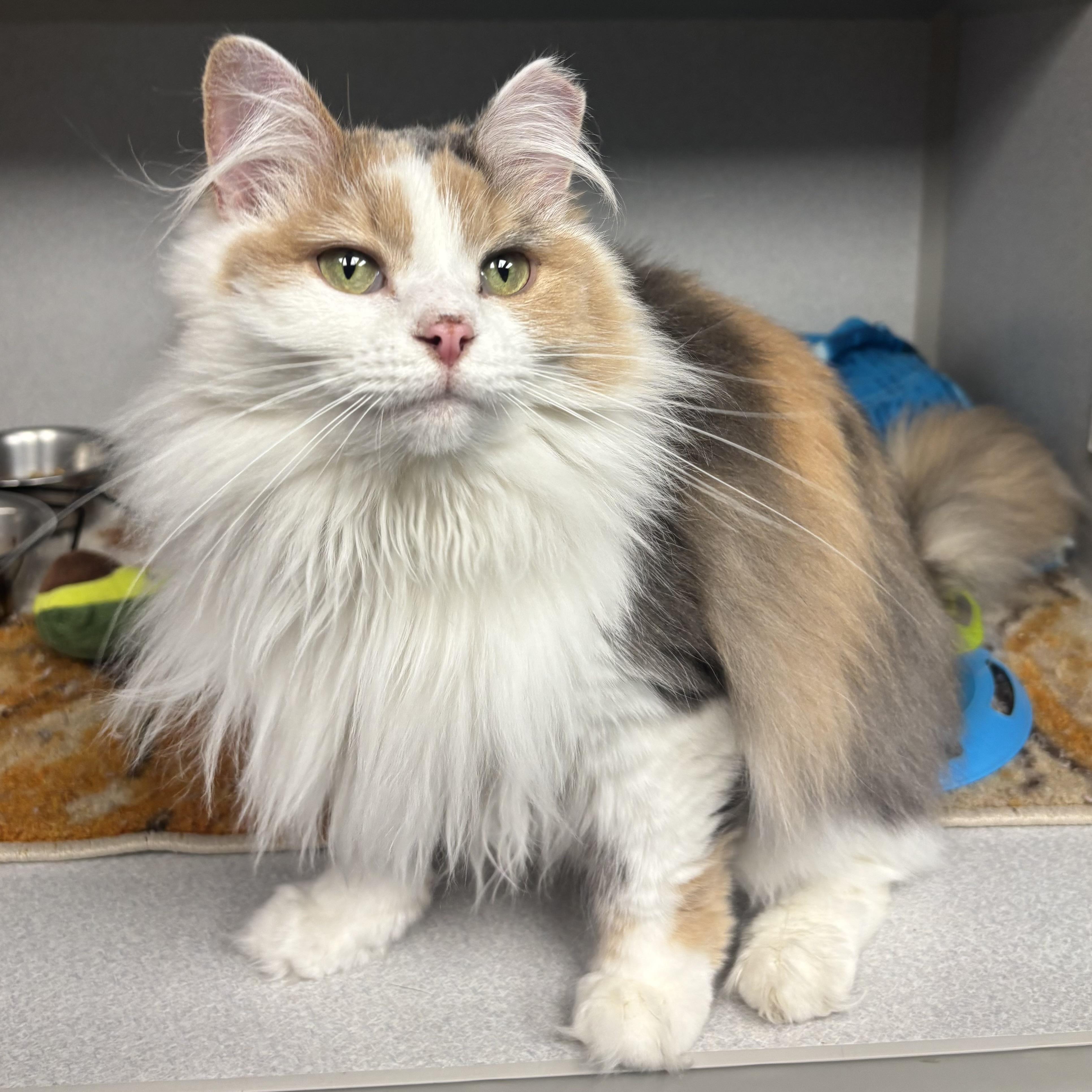 Enlarge Luna, an adopted Domestic Long Hair in Waynesburg, PA image 1/6