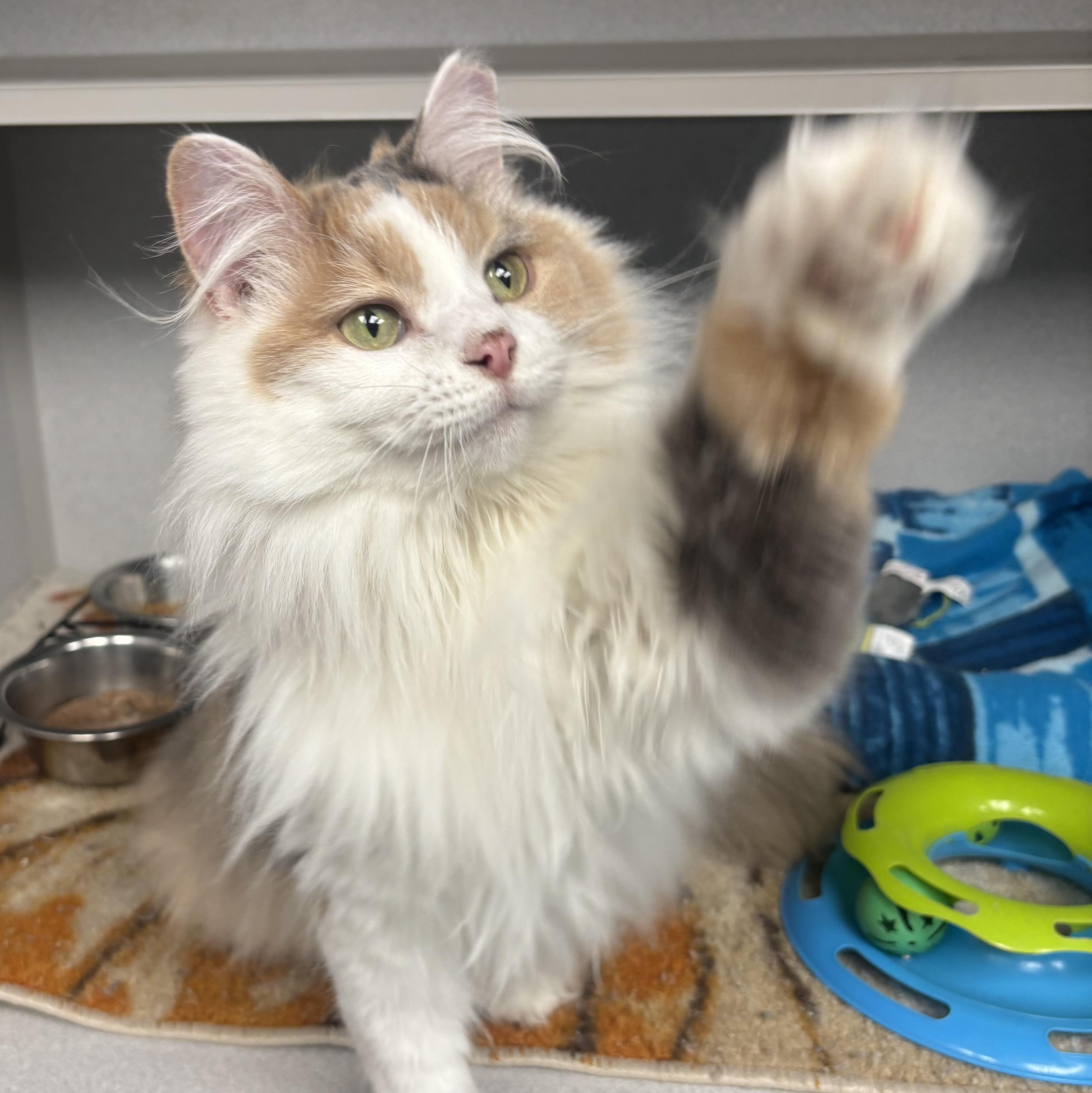 Enlarge Luna, an adopted Domestic Long Hair in Waynesburg, PA image 4/6