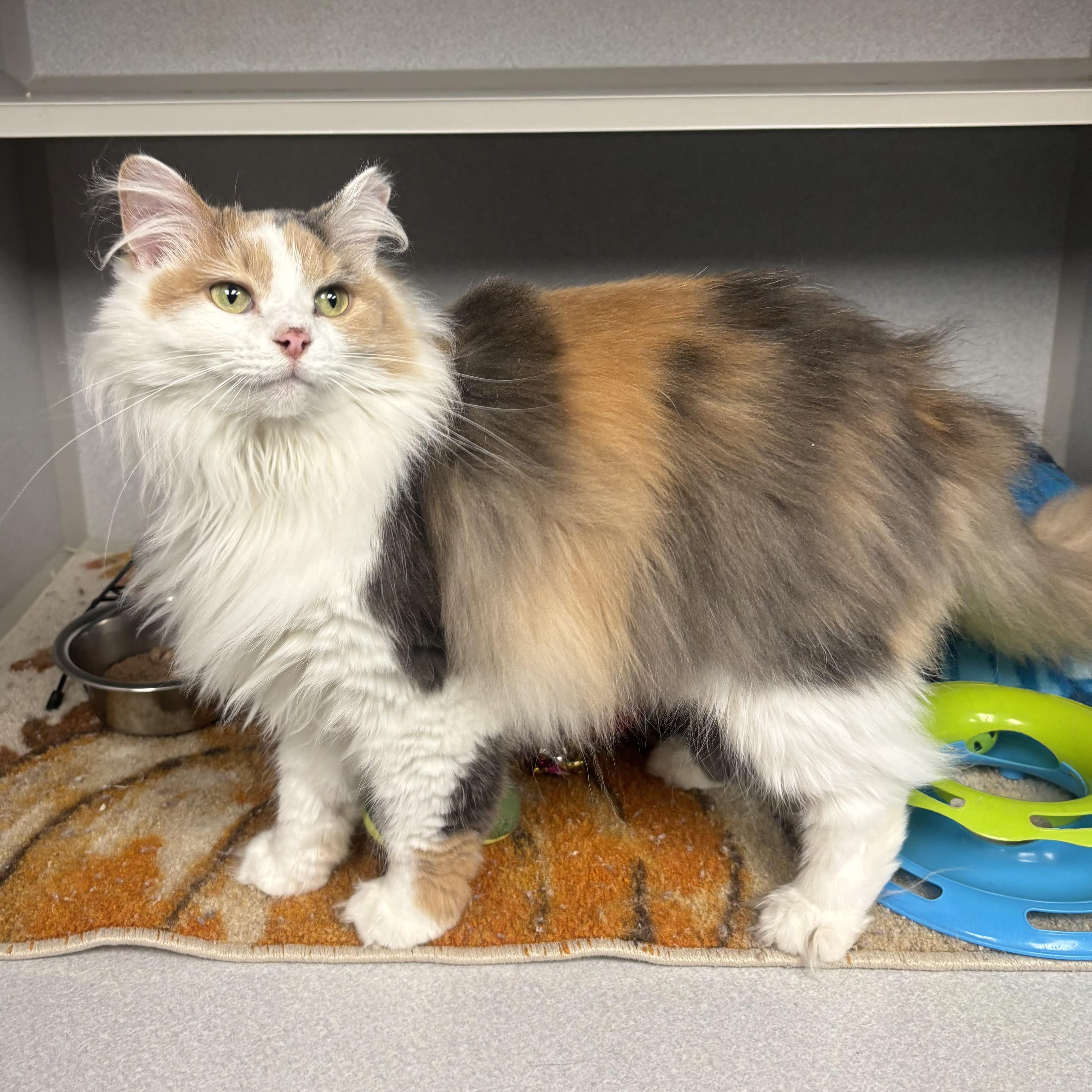 Enlarge Luna, an adopted Domestic Long Hair in Waynesburg, PA image 3/6