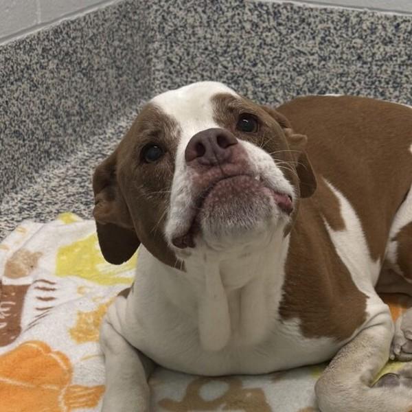 Weizer, Adoptable, Senior Male Boxer & German Shorthaired Pointer.