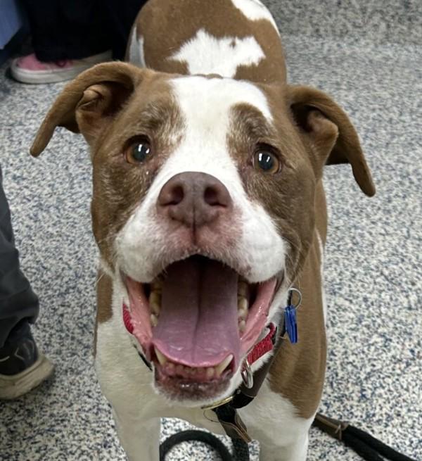 Weizer, a Adoptable mixed breed in Golden, CO image 2/4