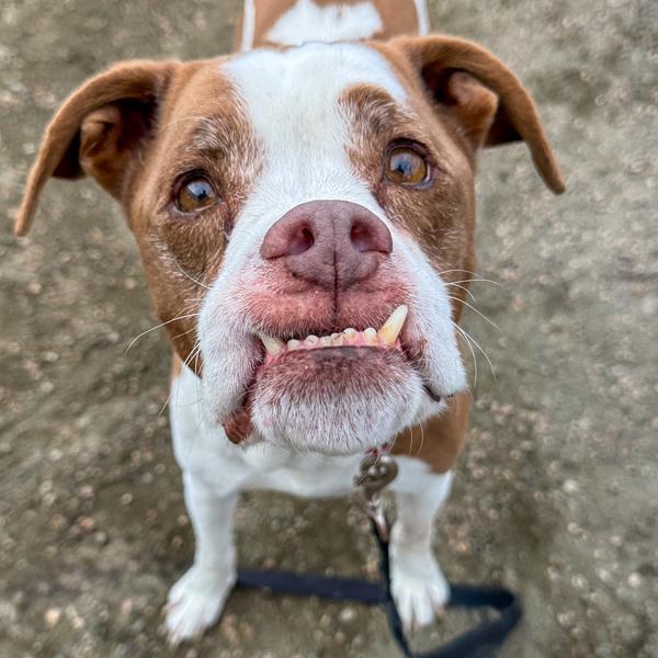 Weizer, a Adoptable mixed breed in Golden, CO image 3/4