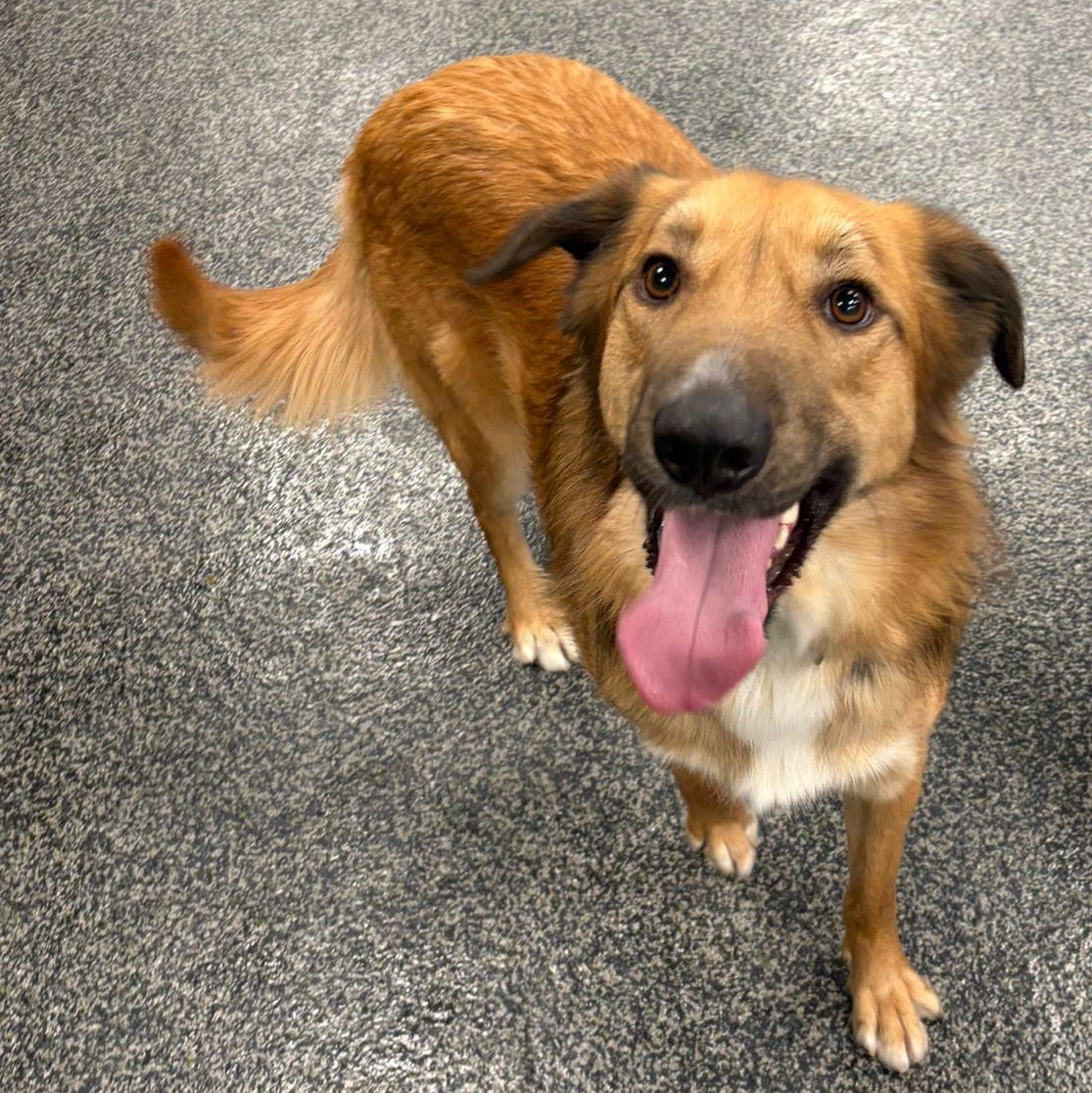 Enlarge Maddox, a Adoptable mixed breed in Aurora, ON image 4/6