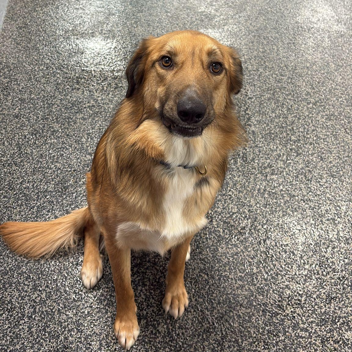Enlarge Maddox, a Adoptable mixed breed in Aurora, ON image 3/6