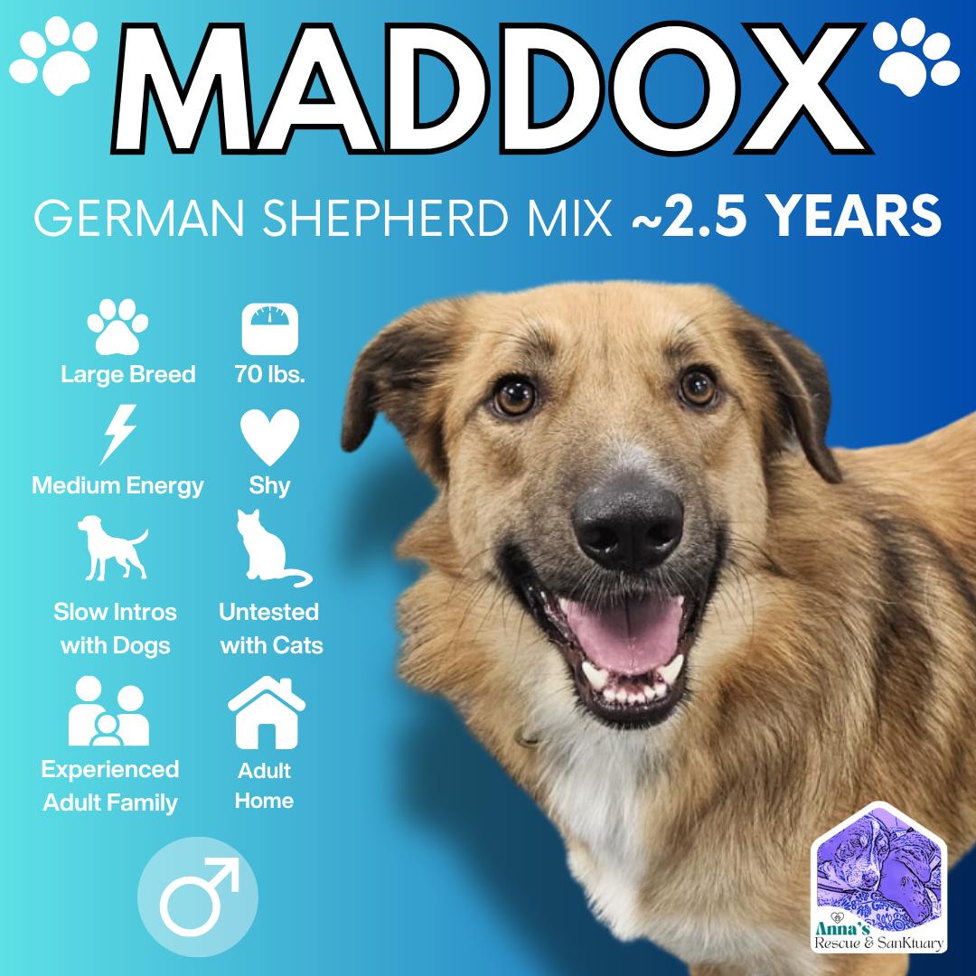 Enlarge Maddox, a Adoptable mixed breed in Aurora, ON image 1/6