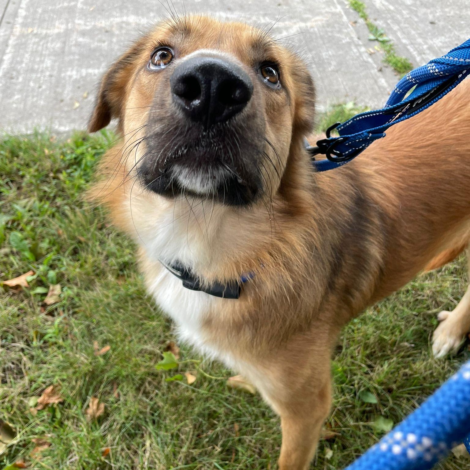 Enlarge Maddox, a Adoptable mixed breed in Aurora, ON image 6/6