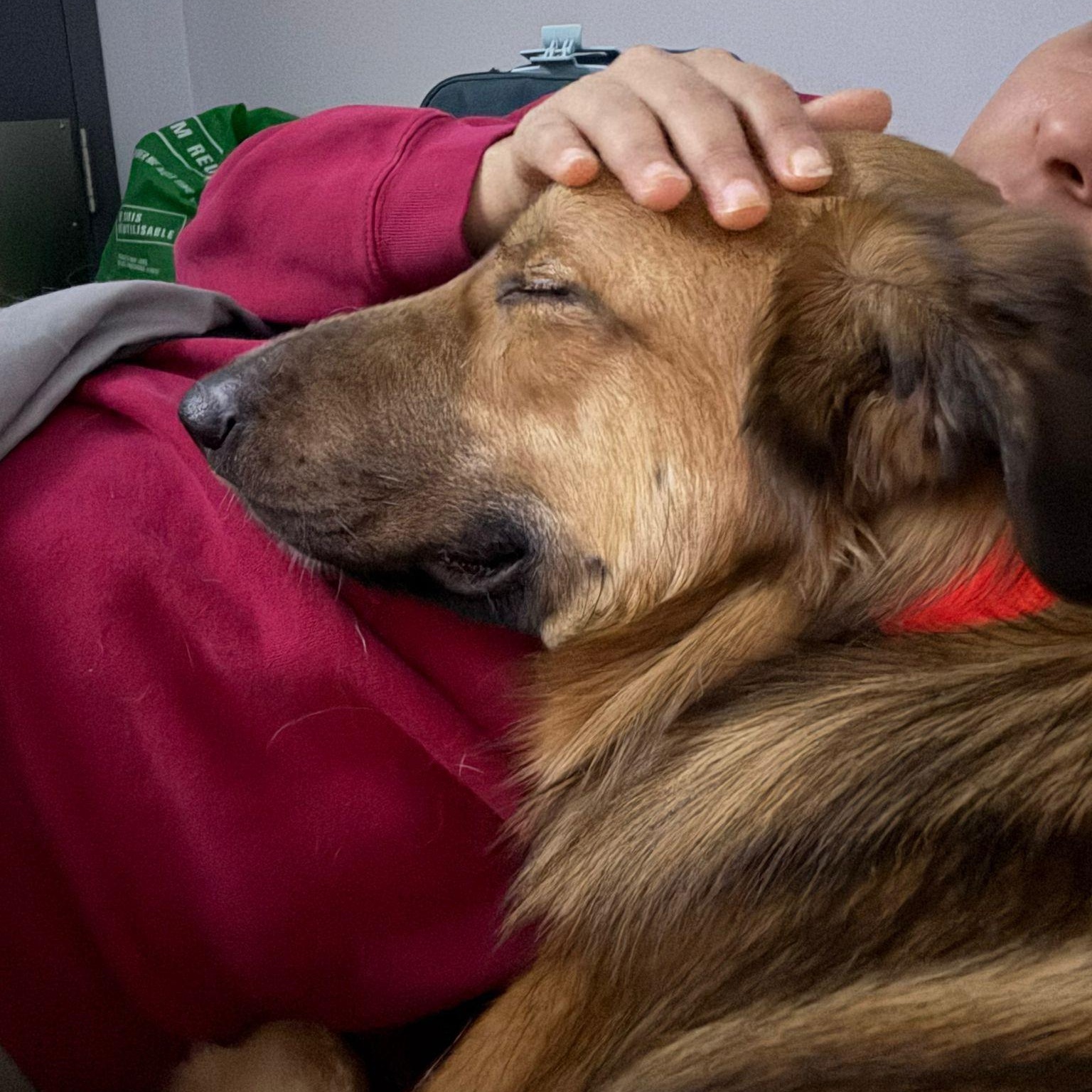 Enlarge Maddox, a Adoptable mixed breed in Aurora, ON image 5/6