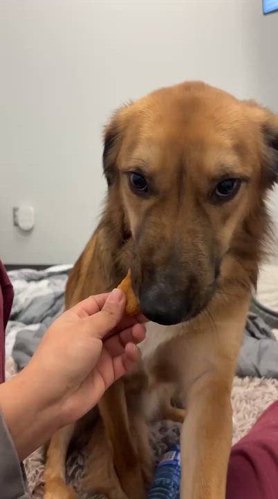 Enlarge Maddox, a Adoptable mixed breed in Aurora, ON video 2/6