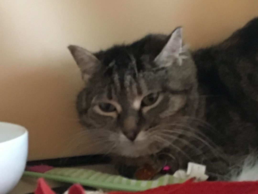 Stripes, a Adoptable Domestic Short Hair in Mound, MN image 1/6