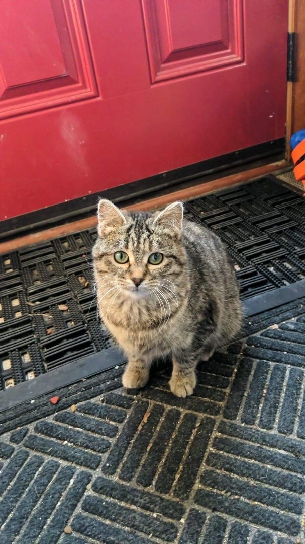 Stripes, Adoptable, Adult Female Domestic Short Hair.