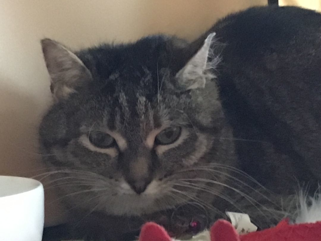 Stripes, a Adoptable Domestic Short Hair in Mound, MN image 3/6