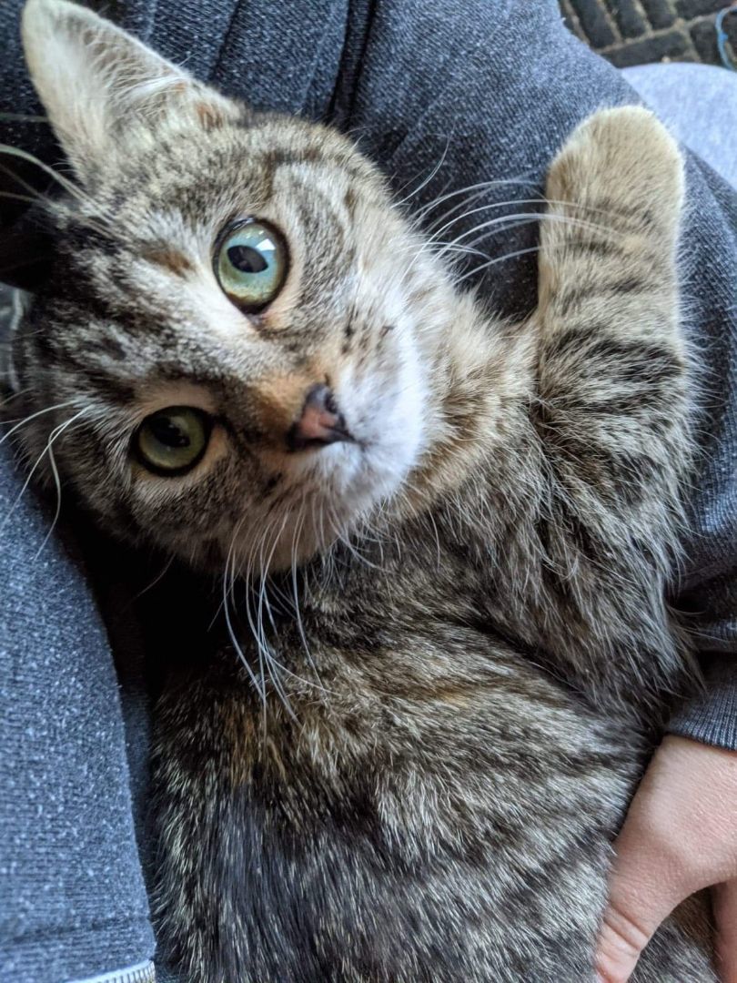 Stripes, a Adoptable Domestic Short Hair in Mound, MN image 4/6