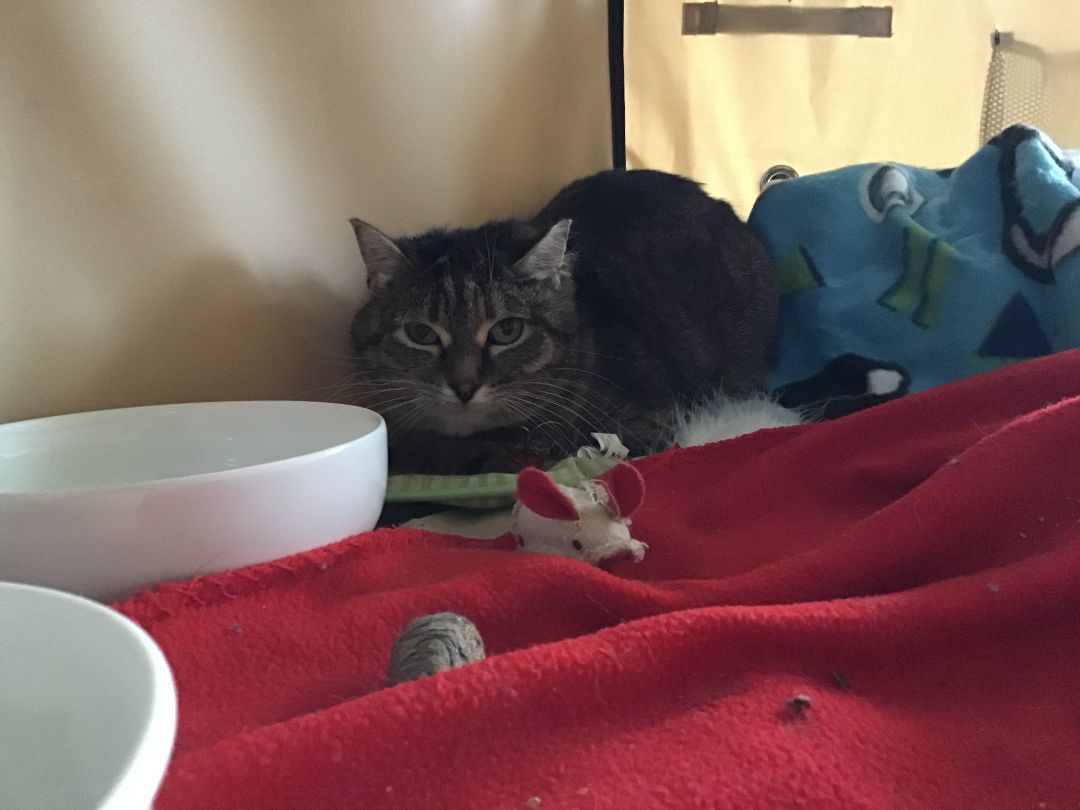 Stripes, a Adoptable Domestic Short Hair in Mound, MN image 5/6