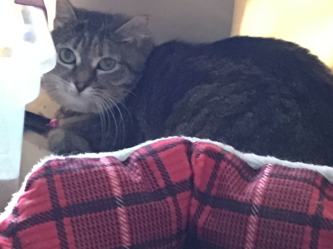 Stripes, a Adoptable Domestic Short Hair in Mound, MN image 6/6