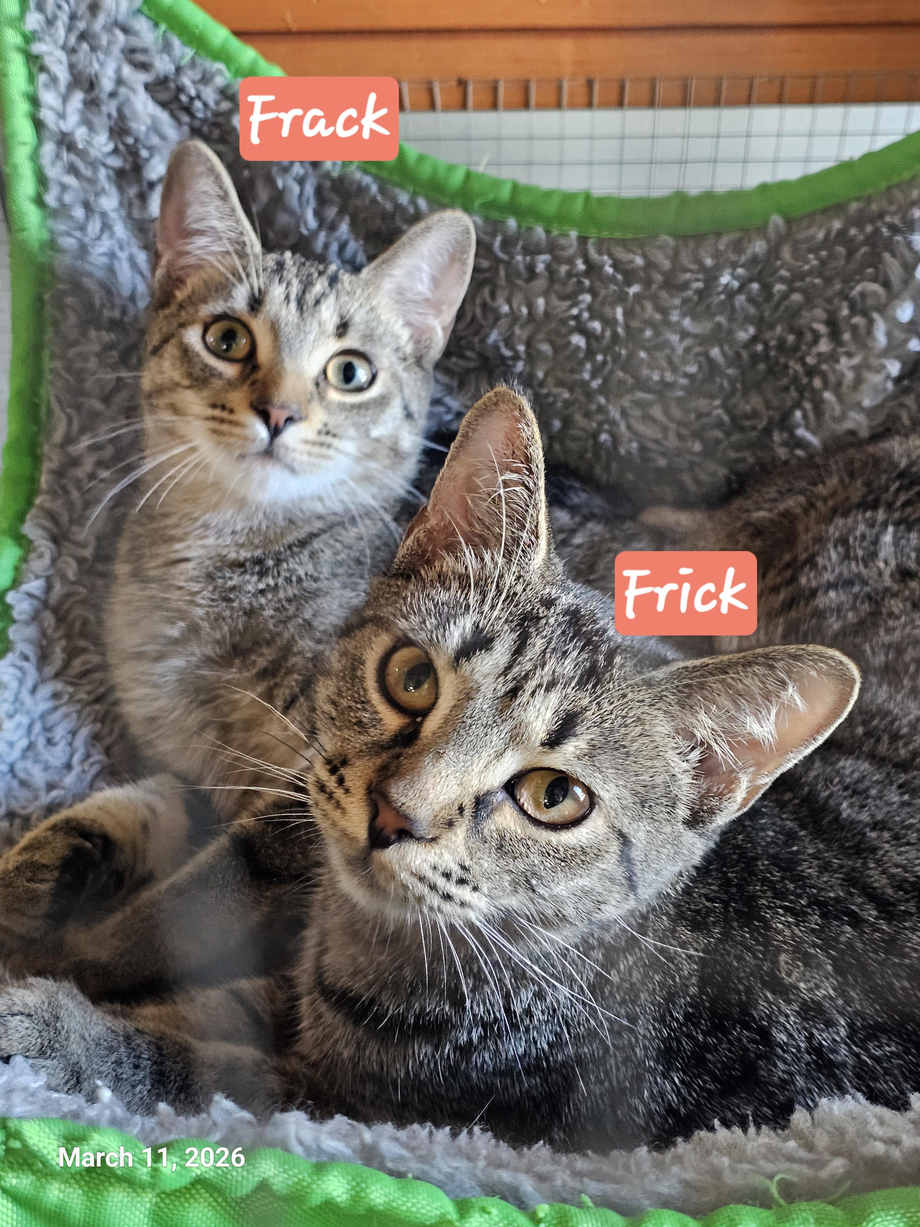 Enlarge Frick, a Adoptable mixed breed in St Petersburg, FL image 1/2