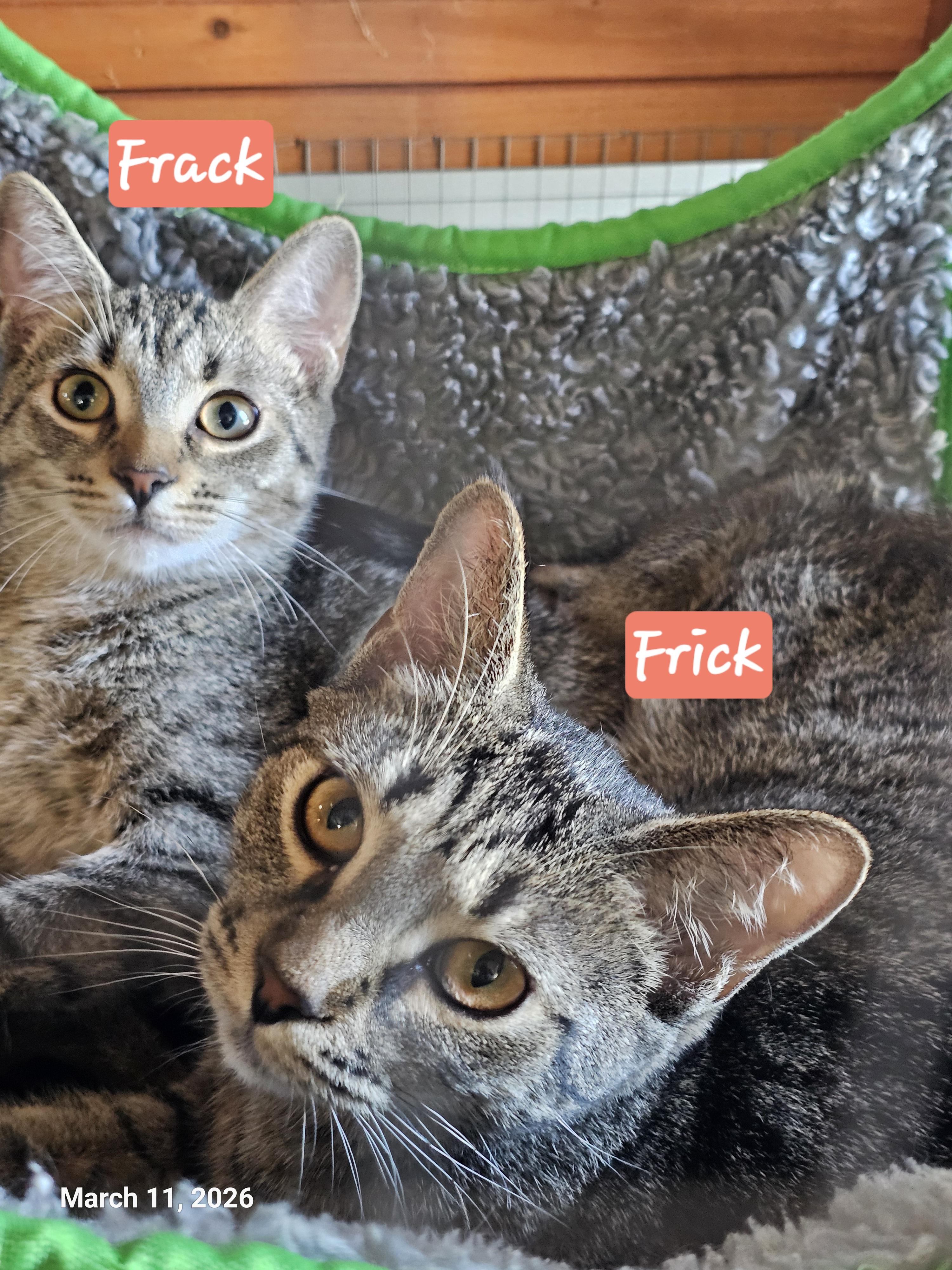 Enlarge Frick, a Adoptable mixed breed in St Petersburg, FL image 2/2