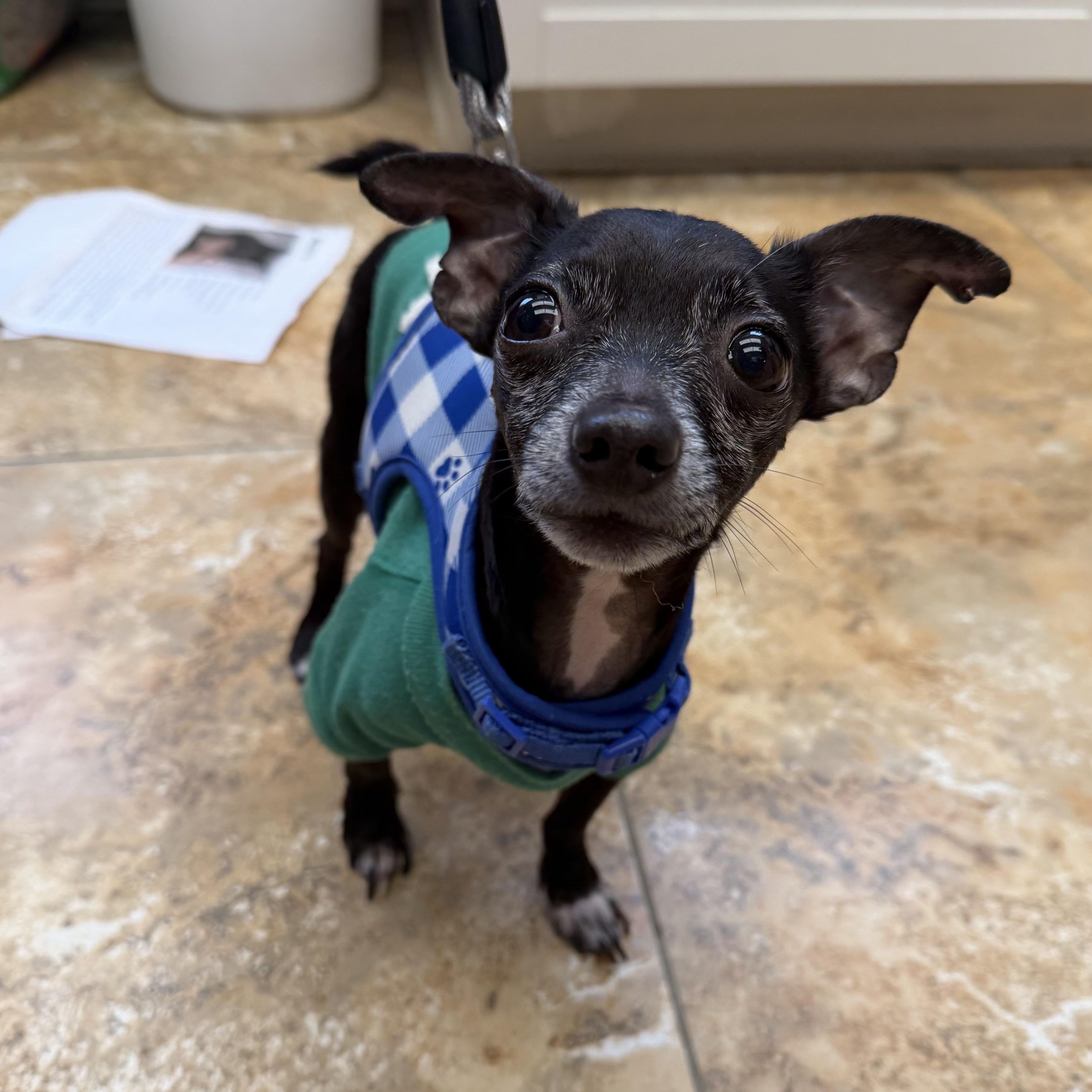 Enlarge GARY, a Adoptable mixed breed in Cranston, RI image 1/2