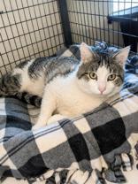 Caden, ADOPTABLE, Adult Male Domestic Short Hair.